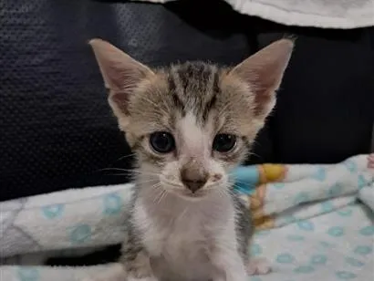 Gato raça SRD-ViraLata idade 2 a 6 meses nome Gatinho 
