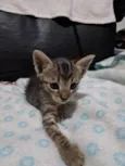 Gatinho 