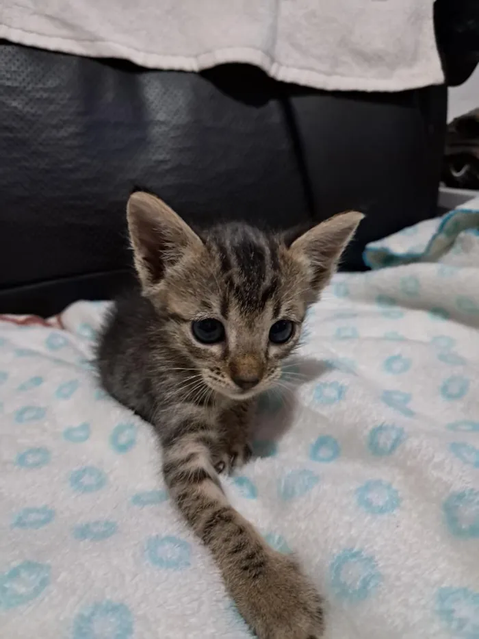 Gato raça SRD-ViraLata idade 2 anos nome Gatinho 