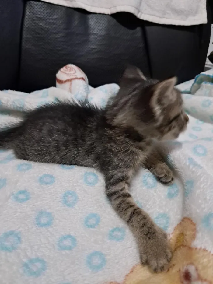 Gato raça SRD-ViraLata idade 2 anos nome Gatinho 