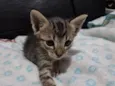 Gatinho 