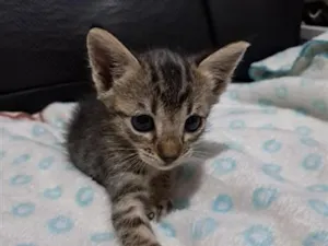 Gato raça SRD-ViraLata idade 2 anos nome Gatinho 