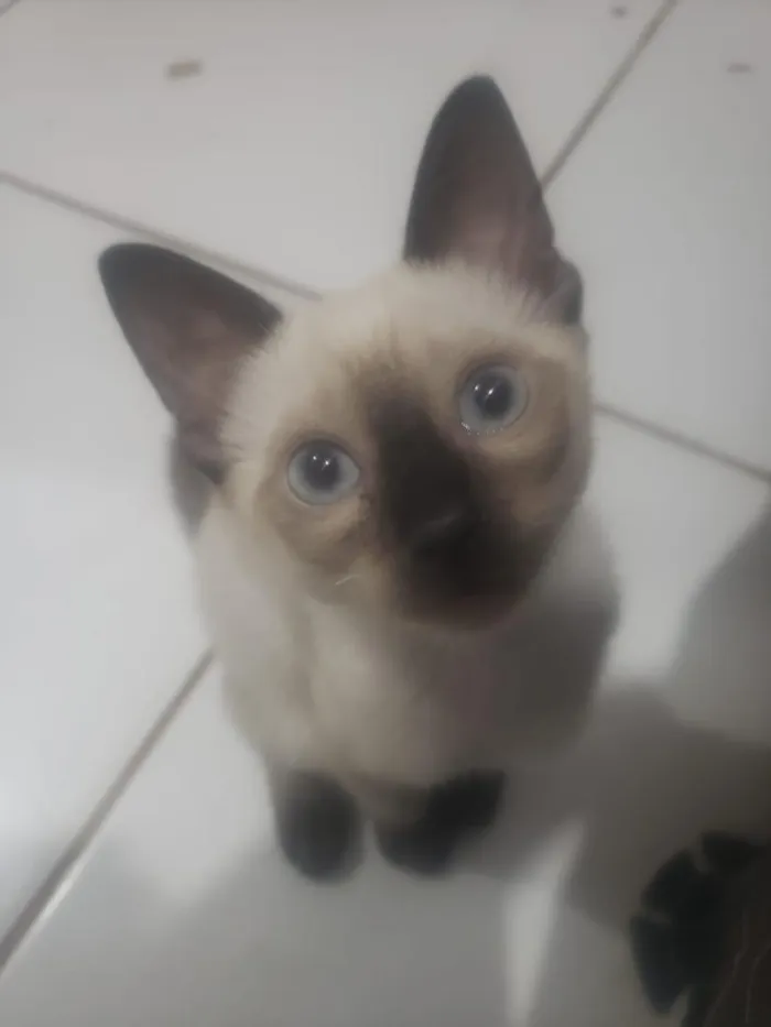 Gato raça SRD-ViraLata idade 2 a 6 meses nome Thor 