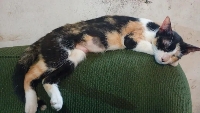 Gato raça SRD-ViraLata idade 7 a 11 meses nome Mel