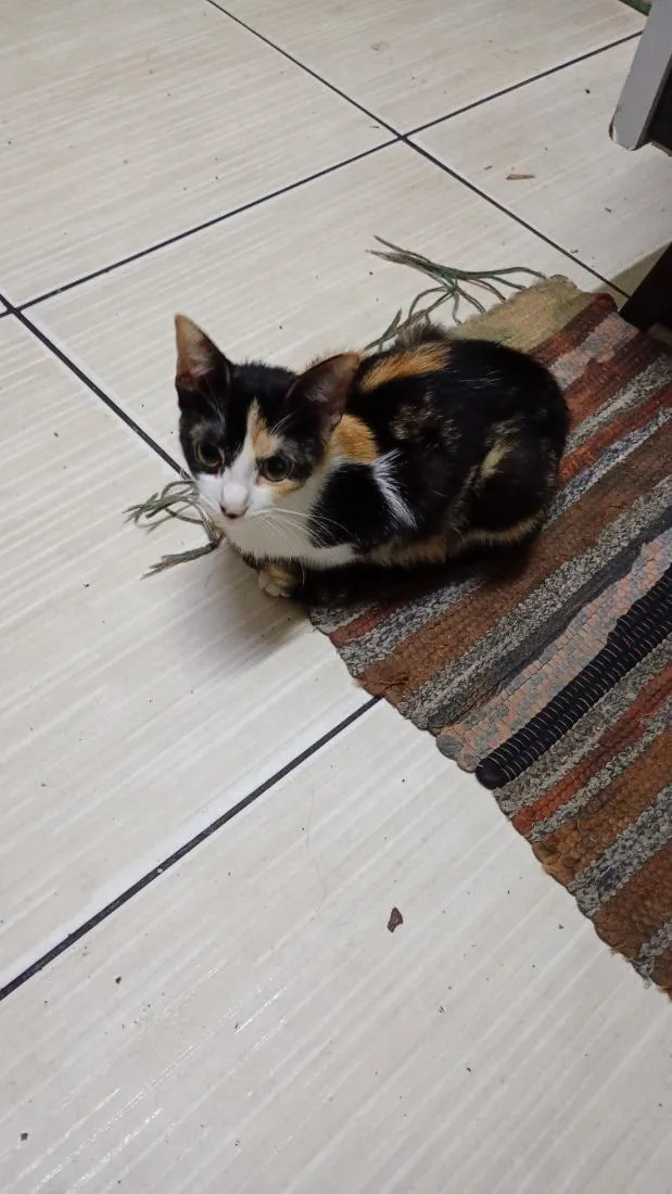 Gato raça SRD-ViraLata idade 7 a 11 meses nome Mel