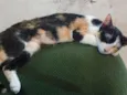 Mel