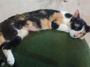 Gato raça SRD-ViraLata idade 7 a 11 meses nome Mel