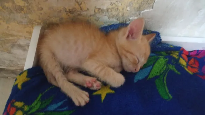 Gato raça SRD-ViraLata idade 2 a 6 meses nome Garfield 