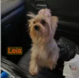 Leia