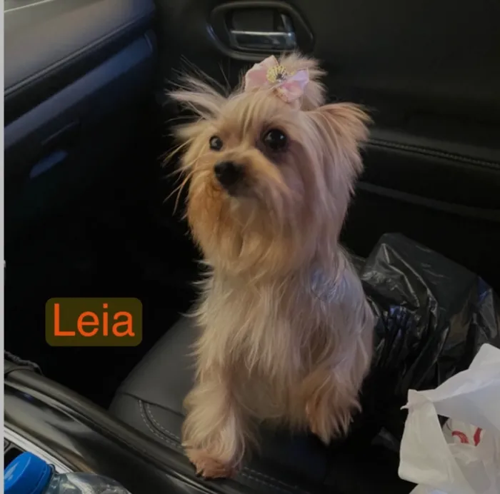 Cachorro raça SRD-ViraLata idade 6 ou mais anos nome Leia