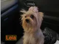 Leia