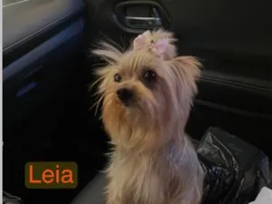 Cachorro raça SRD-ViraLata idade 6 ou mais anos nome Leia