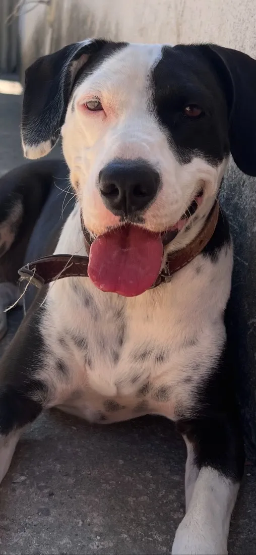 Cachorro raça SRD-ViraLata idade 5 anos nome Amora
