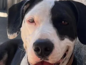 Cachorro raça SRD-ViraLata idade 5 anos nome Amora