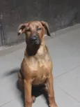 amora
