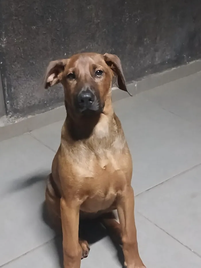 Cachorro raça SRD-ViraLata idade 2 a 6 meses nome amora