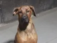 amora