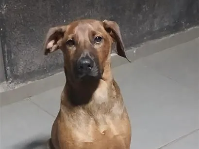 Cachorro raça SRD-ViraLata idade 2 a 6 meses nome amora
