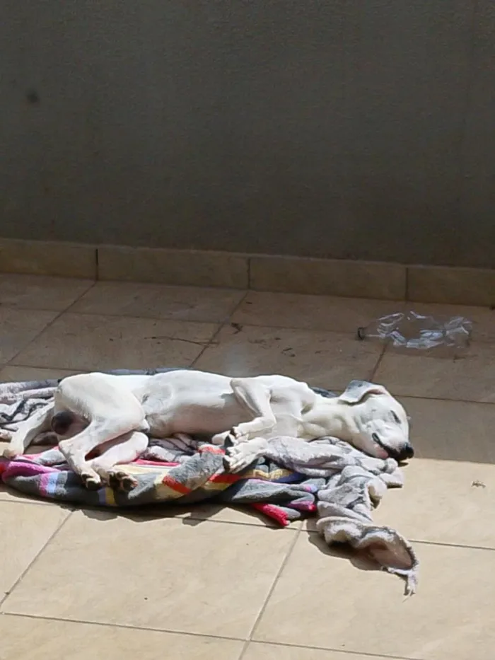 Cachorro raça SRD-ViraLata idade 7 a 11 meses nome Groot 