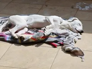 Cachorro raça SRD-ViraLata idade 7 a 11 meses nome Groot 