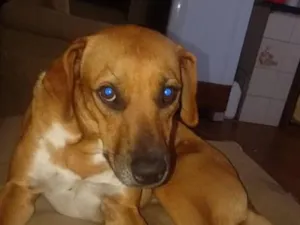 Cachorro raça SRD-ViraLata idade 3 anos nome fêmea castrada porte médio 