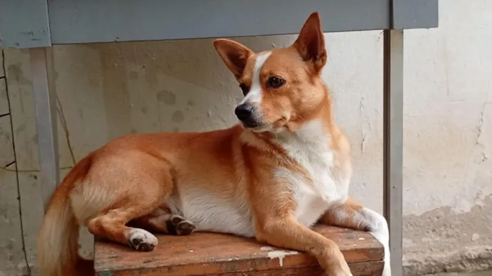 Cachorro raça SRD-ViraLata idade 3 anos nome macho