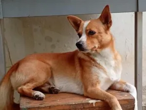 Cachorro raça SRD-ViraLata idade 3 anos nome macho