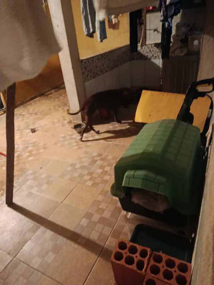 Cachorro raça Pit-Bull idade 4 anos nome cristal