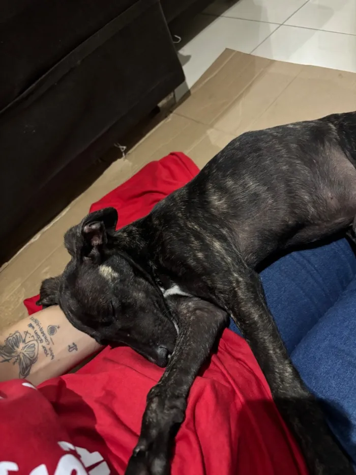 Cachorro raça SRD-ViraLata idade 2 a 6 meses nome Oreo