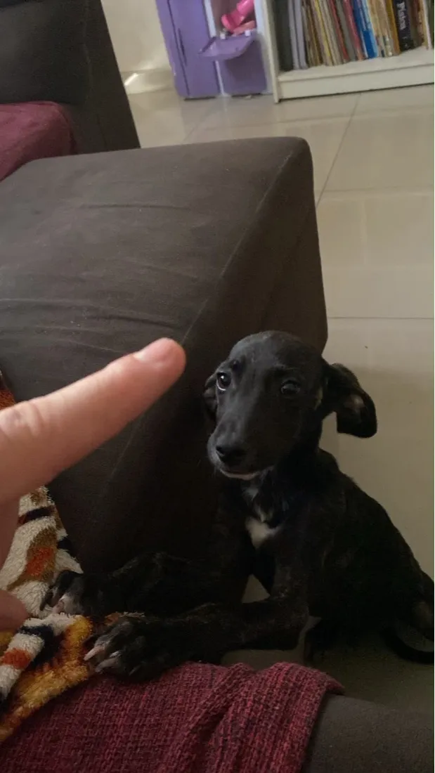 Cachorro raça SRD-ViraLata idade 2 a 6 meses nome Oreo