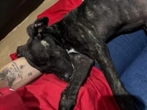 Cachorro raça SRD-ViraLata idade 2 a 6 meses nome Oreo