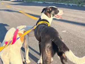 Cachorro raça SRD-ViraLata idade 7 a 11 meses nome Flora