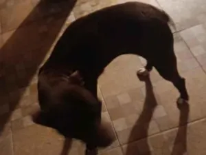 Cachorro raça Pit-Bull idade 4 anos nome cristal