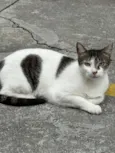 Coraçãozinho