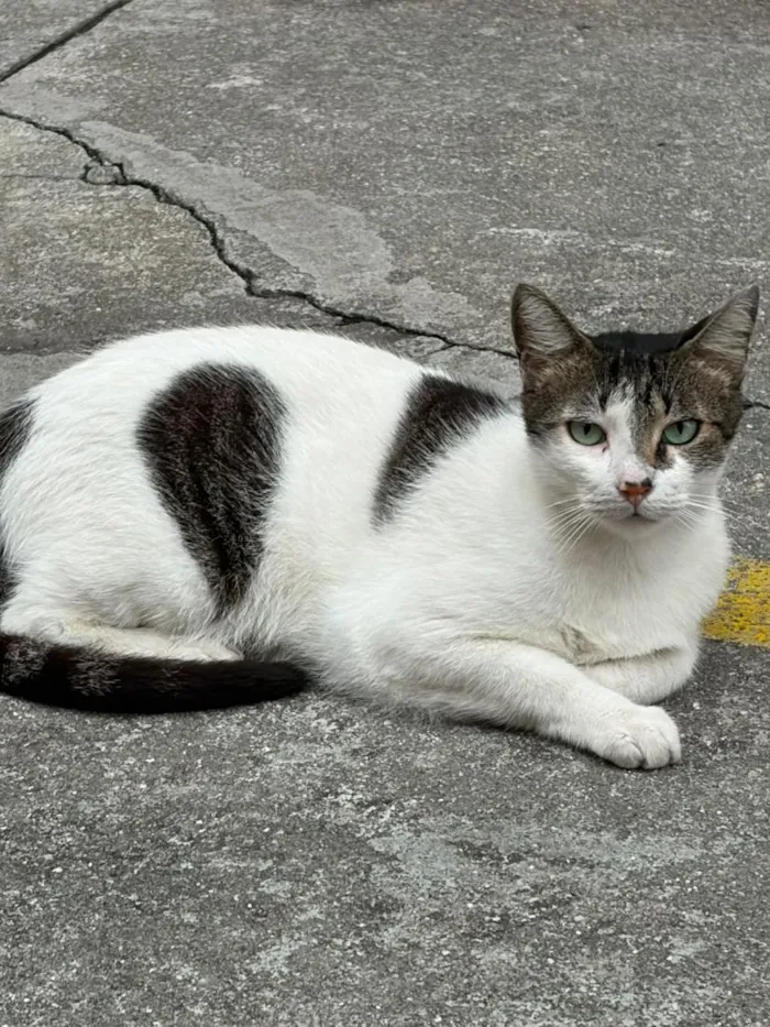 Gato raça SRD-ViraLata idade 3 anos nome Coraçãozinho