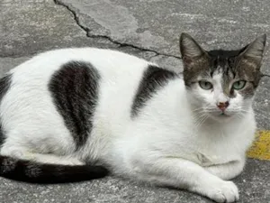 Gato raça SRD-ViraLata idade 3 anos nome Coraçãozinho