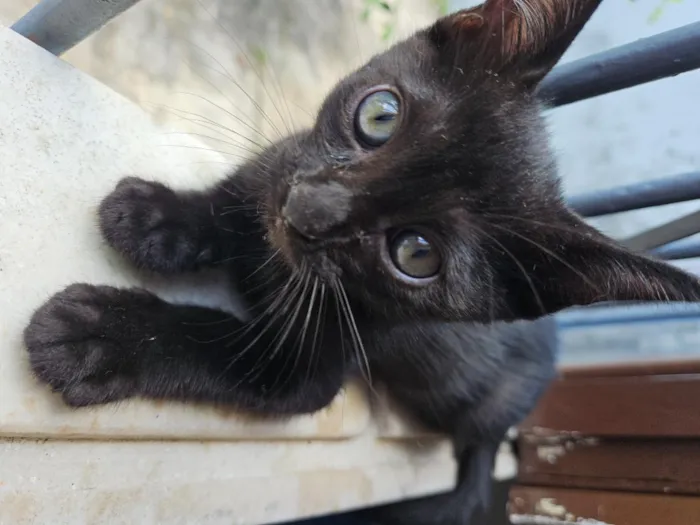 Gato raça SRD-ViraLata idade 2 a 6 meses nome sem nome