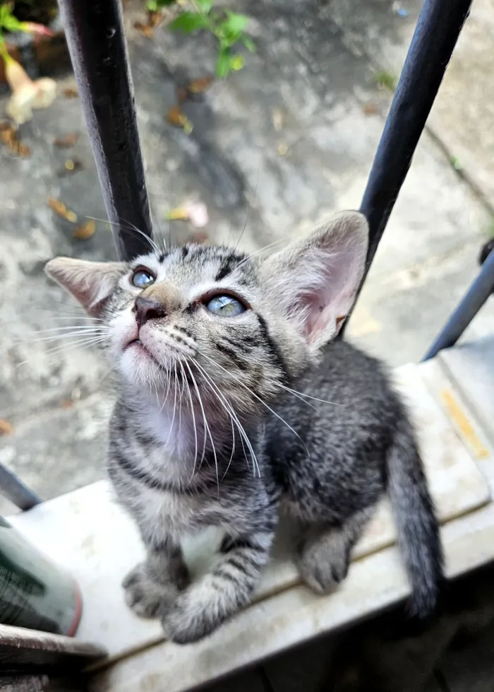 Gato raça SRD-ViraLata idade 2 a 6 meses nome sem nome