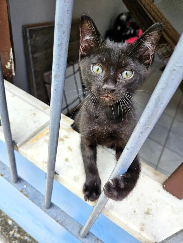Gato raça SRD-ViraLata idade 2 a 6 meses nome sem nome