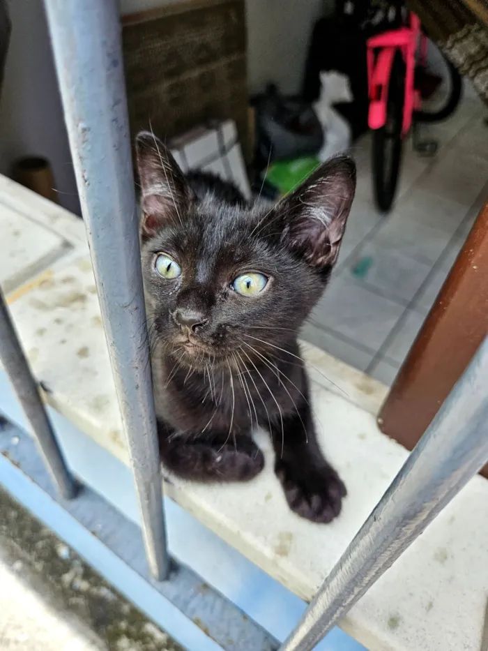 Gato raça SRD-ViraLata idade 2 a 6 meses nome sem nome