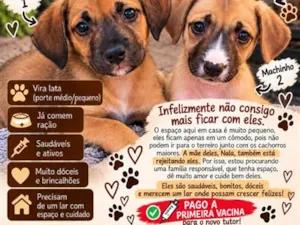 Cachorro raça SRD-ViraLata idade 2 a 6 meses nome nao tem nome 
