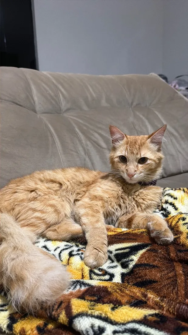 Gato raça SRD-ViraLata idade 1 ano nome gata perdida 