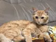 gata perdida 