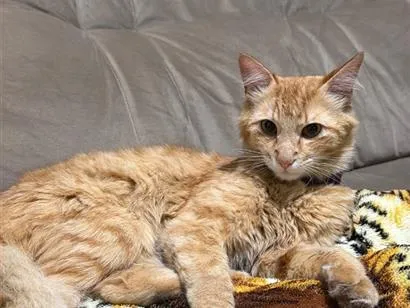 Gato raça SRD-ViraLata idade 1 ano nome gata perdida 
