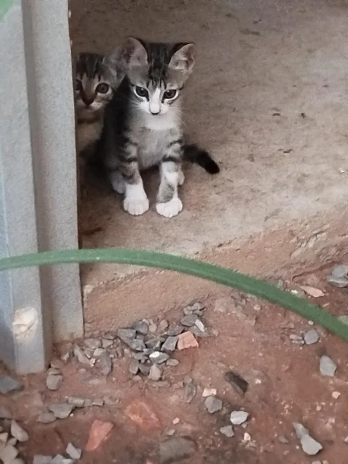 Gato raça SRD-ViraLata idade 2 a 6 meses nome Docinho e lindinha ??