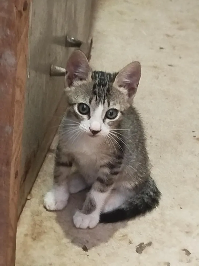 Gato raça SRD-ViraLata idade 2 a 6 meses nome Docinho e lindinha ??