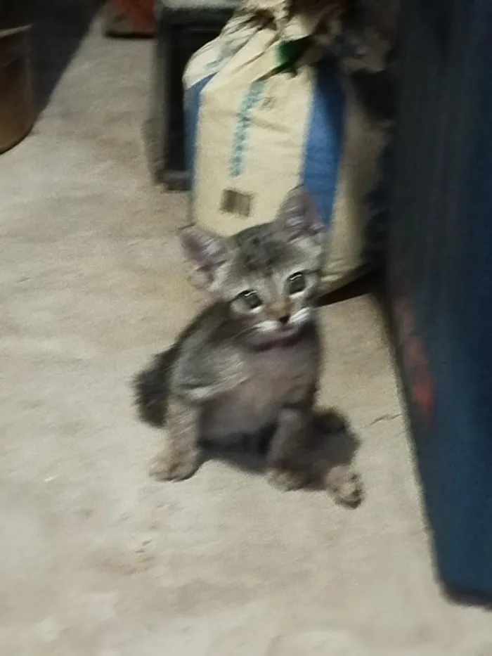 Gato raça SRD-ViraLata idade 2 a 6 meses nome Docinho e lindinha ??