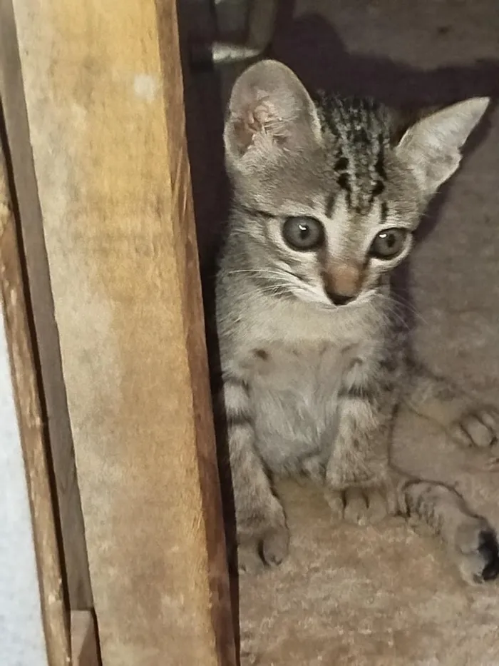 Gato raça SRD-ViraLata idade 2 a 6 meses nome Docinho e lindinha ??