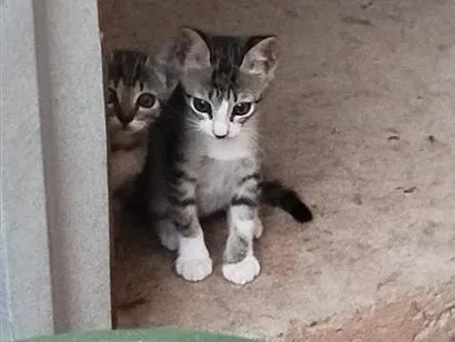 Gato raça SRD-ViraLata idade 2 a 6 meses nome Docinho e lindinha ??