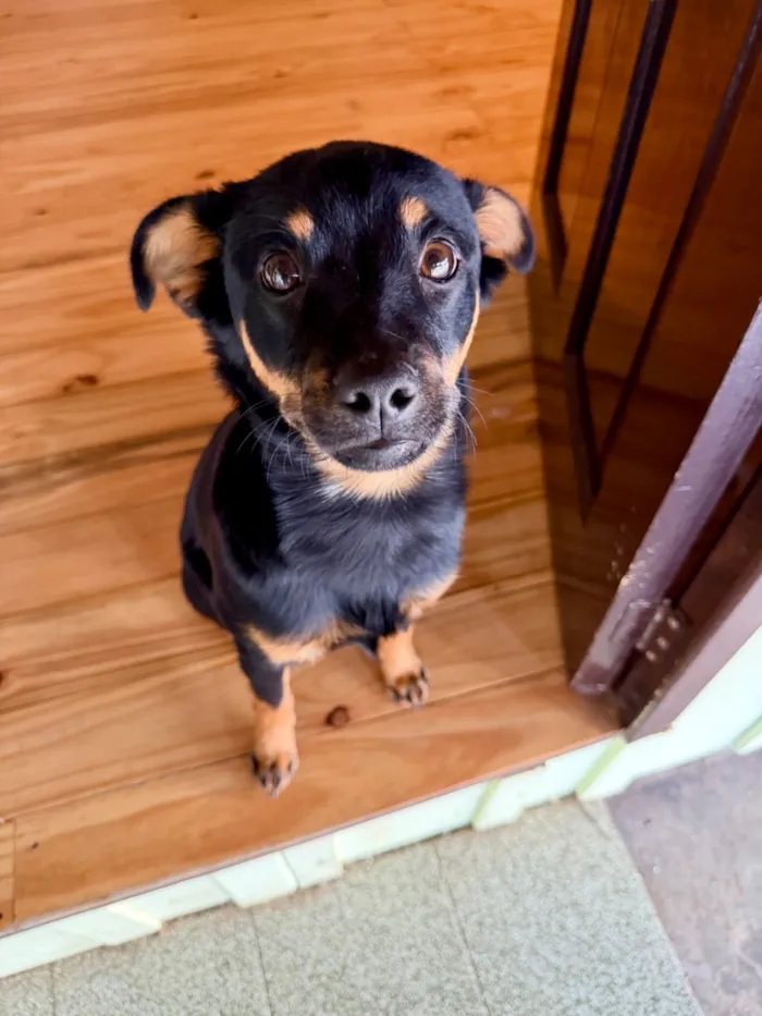 Cachorro raça SRD-ViraLata idade 7 a 11 meses nome Dobby
